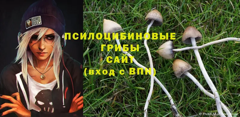 блэк спрут как войти  Батайск  Галлюциногенные грибы Magic Shrooms 